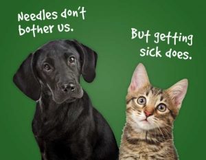 vaccinate dog, cat, kitten, puppy