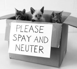 neuter pets