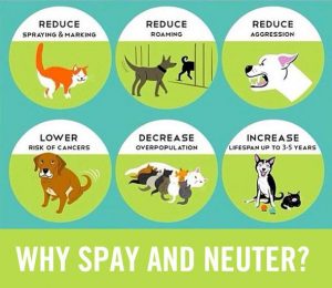 why spay and neuter